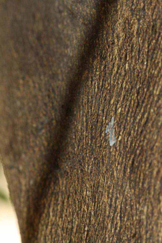            Bark (Riverside, CA)   